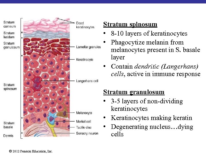 Stratum spinosum • 8 -10 layers of keratinocytes • Phagocytize melanin from melanocytes present