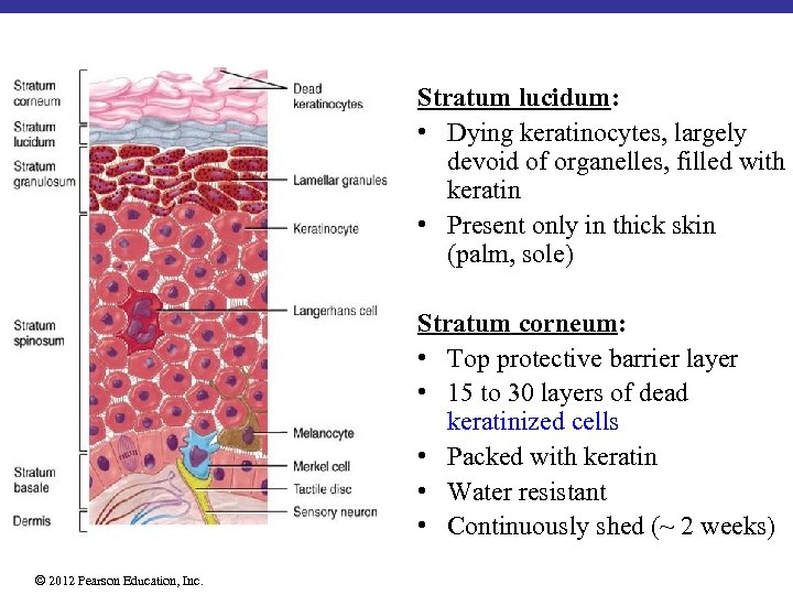 Stratum lucidum: • Dying keratinocytes, largely devoid of organelles, filled with keratin • Present