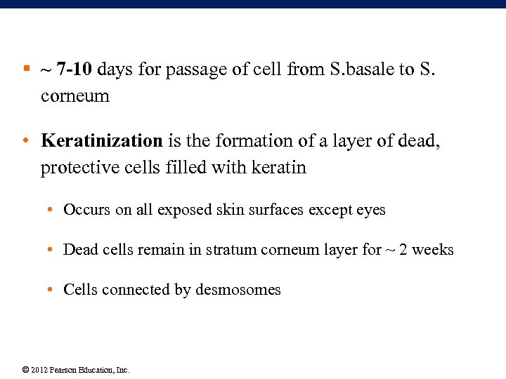 § ~ 7 -10 days for passage of cell from S. basale to S.