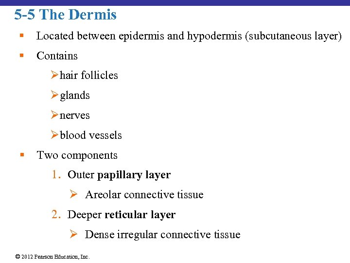 5 -5 The Dermis § Located between epidermis and hypodermis (subcutaneous layer) § Contains