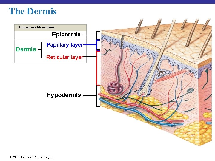 The Dermis Cutaneous Membrane Epidermis Dermis Papillary layer Reticular layer Hypodermis © 2012 Pearson