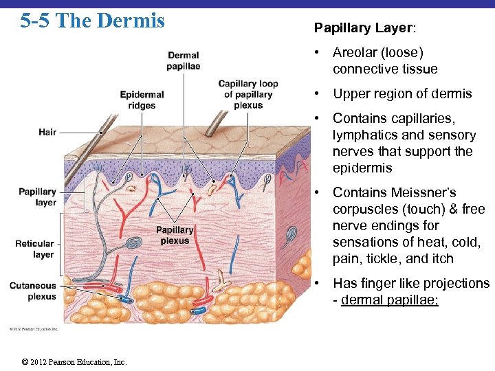 5 -5 The Dermis Papillary Layer: • Areolar (loose) connective tissue • Upper region