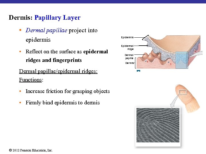 Dermis: Papillary Layer • Dermal papillae project into epidermis • Reflect on the surface