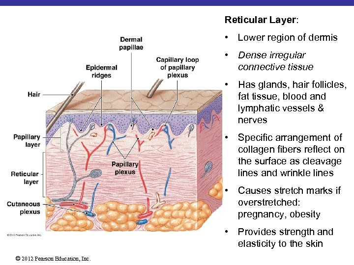 Reticular Layer: • Lower region of dermis • Dense irregular connective tissue • Has