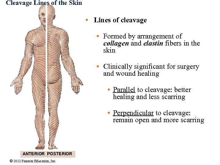 Cleavage Lines of the Skin • Lines of cleavage • Formed by arrangement of