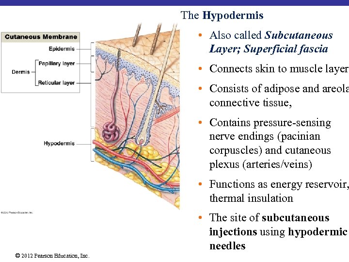 The Hypodermis • Also called Subcutaneous Layer; Superficial fascia • Connects skin to muscle