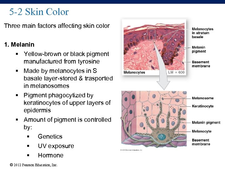 5 -2 Skin Color Three main factors affecting skin color 1. Melanin § Yellow-brown