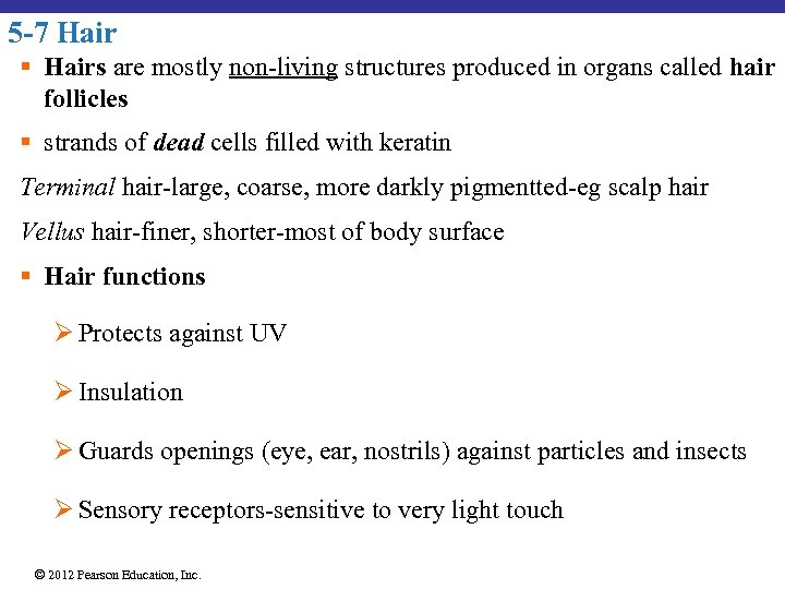 5 -7 Hair § Hairs are mostly non-living structures produced in organs called hair