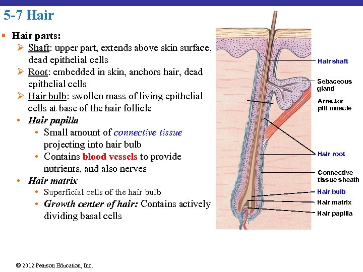 5 -7 Hair § Hair parts: Ø Shaft: upper part, extends above skin surface,