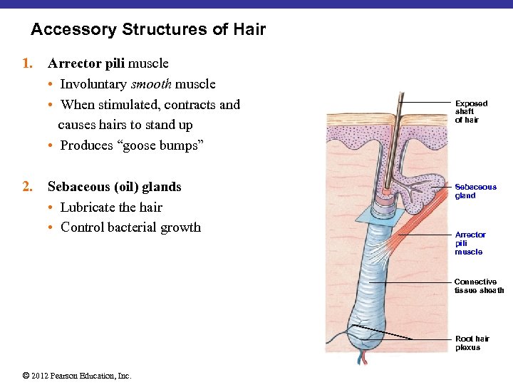 Accessory Structures of Hair 1. 2. Arrector pili muscle • Involuntary smooth muscle •