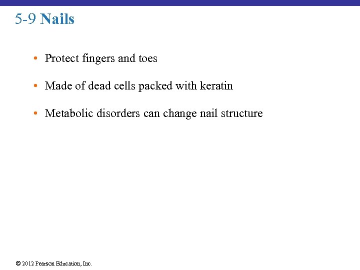 5 -9 Nails • Protect fingers and toes • Made of dead cells packed