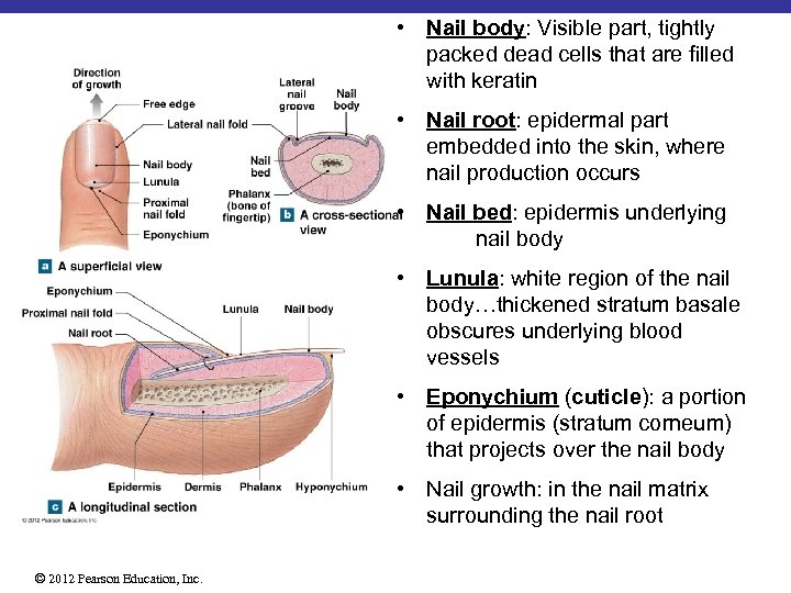  • Nail body: Visible part, tightly packed dead cells that are filled with