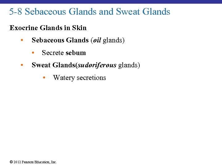 5 -8 Sebaceous Glands and Sweat Glands Exocrine Glands in Skin • Sebaceous Glands