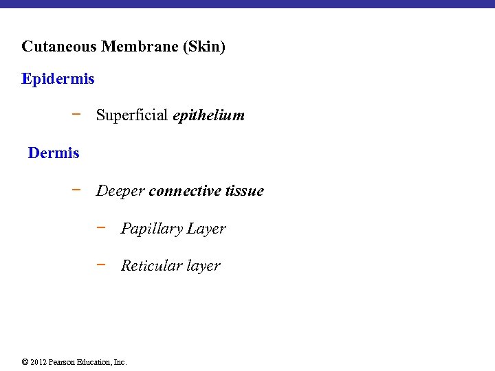 Cutaneous Membrane (Skin) Epidermis − Superficial epithelium Dermis − Deeper connective tissue − Papillary