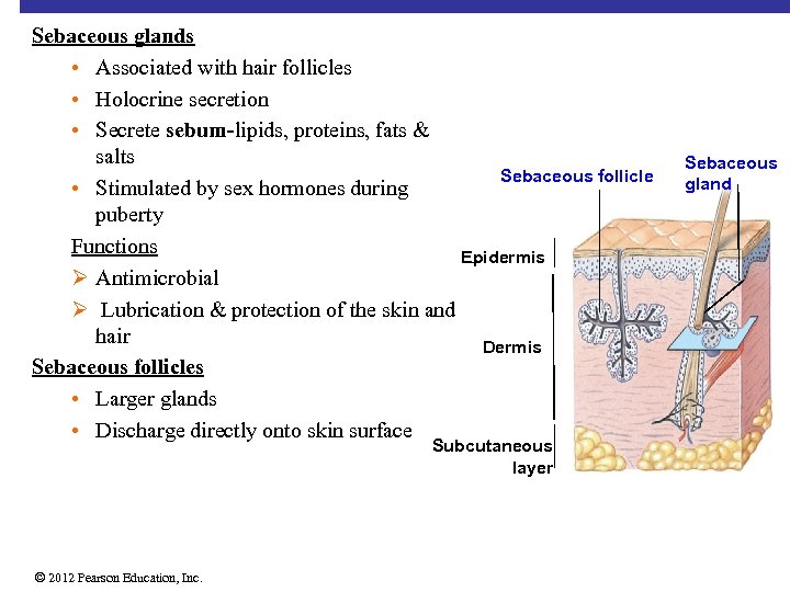 Sebaceous glands • Associated with hair follicles • Holocrine secretion • Secrete sebum-lipids, proteins,