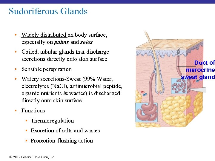 Sudoriferous Glands • Widely distributed on body surface, especially on palms and soles •