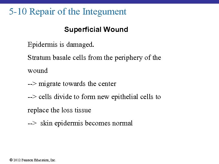 5 -10 Repair of the Integument Superficial Wound Epidermis is damaged. Stratum basale cells