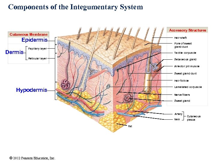 Components of the Integumentary System Accessory Structures Cutaneous Membrane Hair shaft Epidermis Dermis Pore