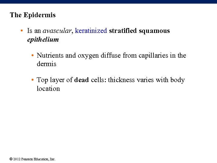 The Epidermis • Is an avascular, keratinized stratified squamous epithelium • Nutrients and oxygen