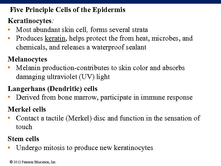 Five Principle Cells of the Epidermis Keratinocytes: • Most abundant skin cell, forms several