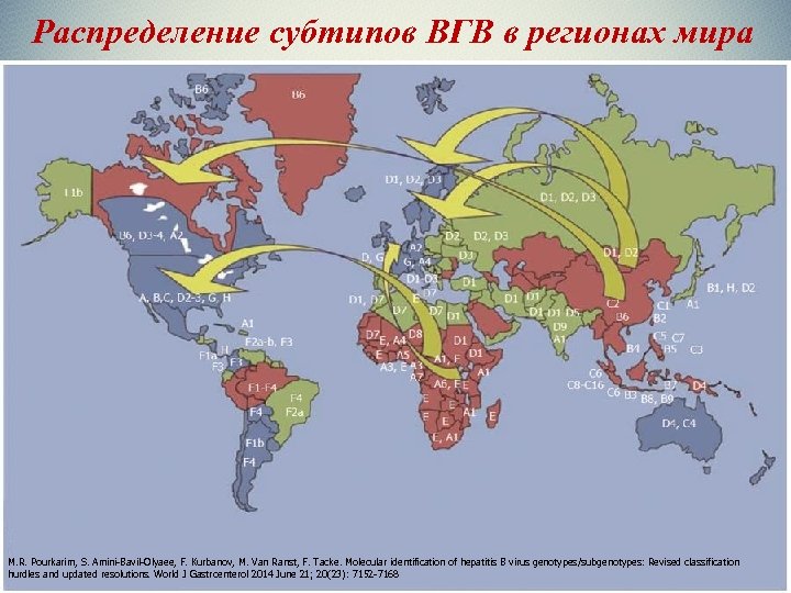 Распределение субтипов ВГВ в регионах мира M. R. Pourkarim, S. Amini-Bavil-Olyaee, F. Kurbanov, M.