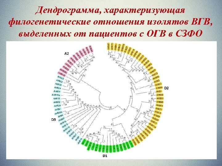 Дендрограмма, характеризующая филогенетические отношения изолятов ВГВ, выделенных от пациентов с ОГВ в СЗФО 