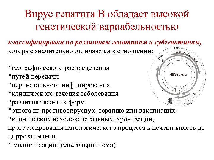 Вирус гепатита В обладает высокой генетической вариабельностью классифицирован по различным генотипам и субгенотипам, которые