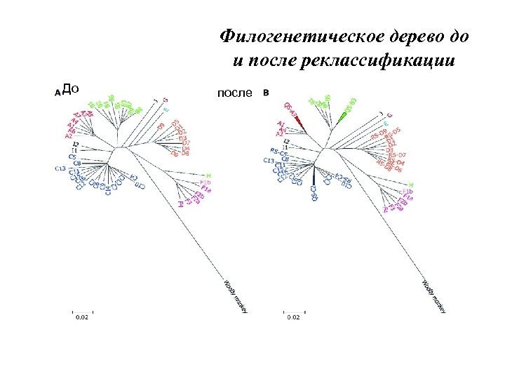 Филогенетическое дерево до и после реклассификации До после 