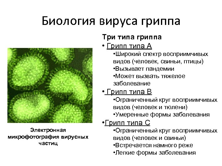Вирусы биология задания