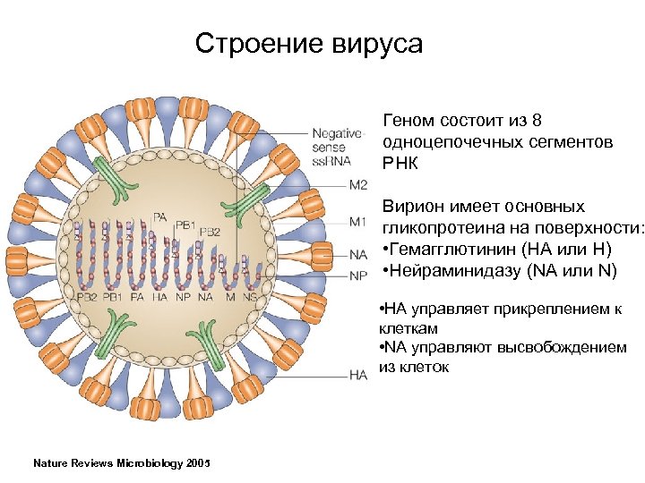Нейраминидаза вируса гриппа