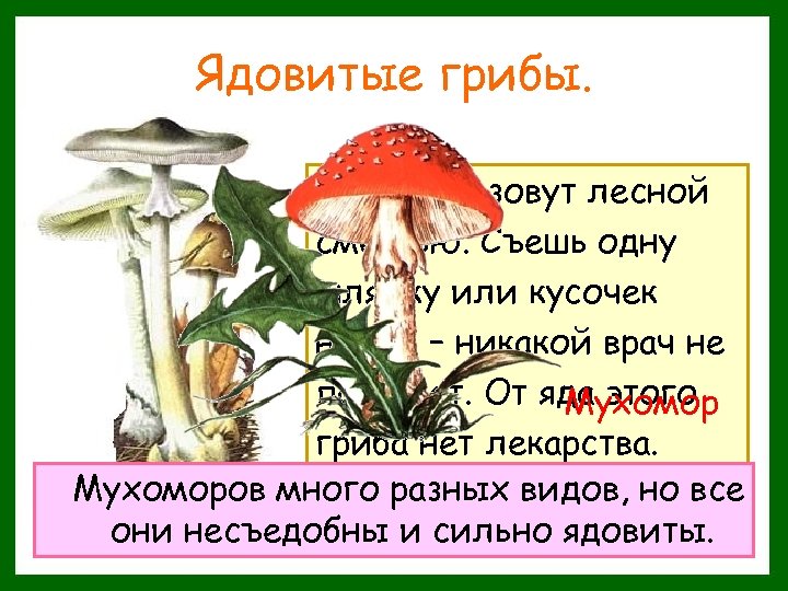 Ядовитые грибы. Этот гриб зовут лесной смертью. Съешь одну шляпку или кусочек ножки –