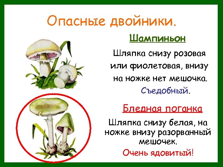 Опасные двойники. Шампиньон Шляпка снизу розовая или фиолетовая, внизу на ножке нет мешочка. Съедобный.