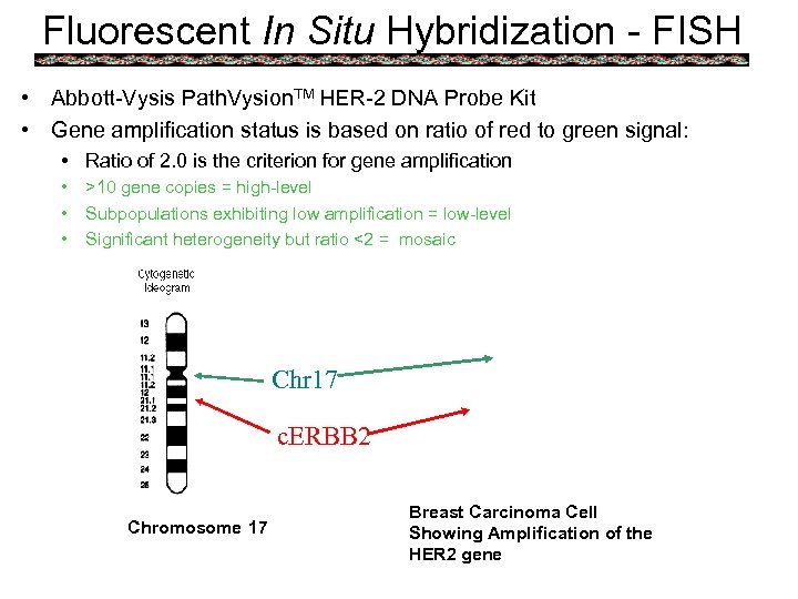 Fluorescent In Situ Hybridization - FISH • Abbott-Vysis Path. Vysion. TM HER-2 DNA Probe