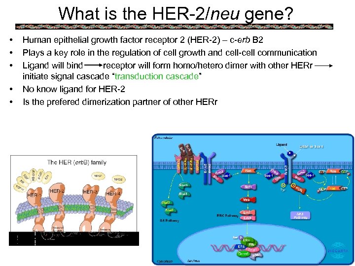 What is the HER-2/neu gene? • • • Human epithelial growth factor receptor 2