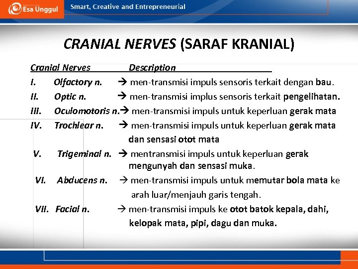 CRANIAL NERVES (SARAF KRANIAL) Cranial Nerves Description I. Olfactory n. men-transmisi impuls sensoris terkait