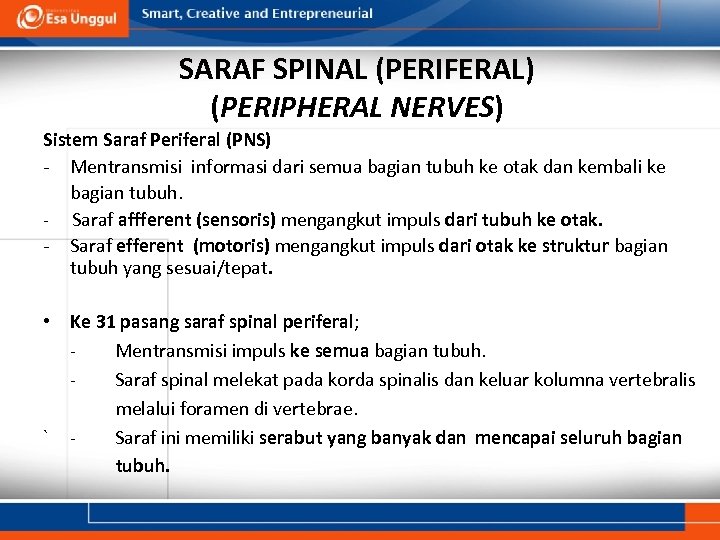 SARAF SPINAL (PERIFERAL) (PERIPHERAL NERVES) Sistem Saraf Periferal (PNS) - Mentransmisi informasi dari semua