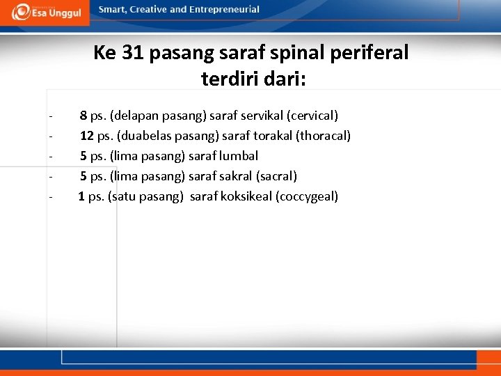 Ke 31 pasang saraf spinal periferal terdiri dari: - 8 ps. (delapan pasang) saraf