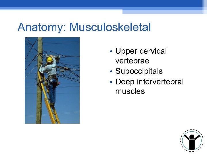 Anatomy: Musculoskeletal • Upper cervical vertebrae • Suboccipitals • Deep intervertebral muscles 