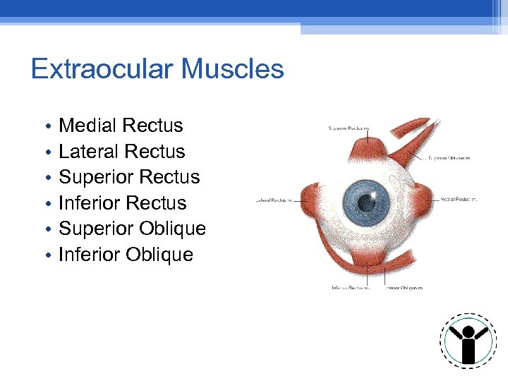 Extraocular Muscles • • • Medial Rectus Lateral Rectus Superior Rectus Inferior Rectus Superior