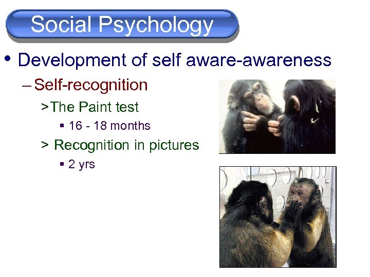  Social Psychology Cognition • Development of self aware-awareness – Self-recognition > The Paint