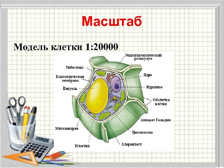 Масштаб Модель клетки 1: 20000 