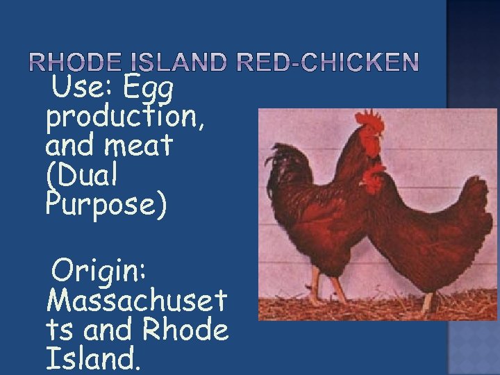  Use: Egg production, and meat (Dual Purpose) Origin: Massachuset ts and Rhode Island.