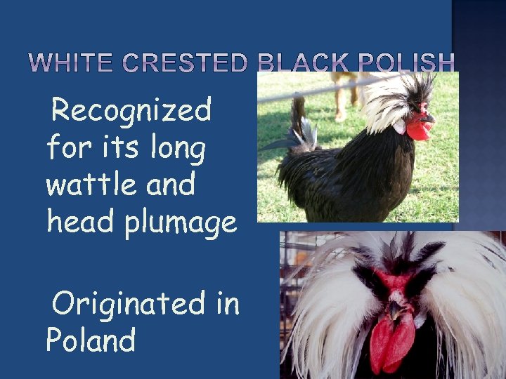  Recognized for its long wattle and head plumage Originated Poland in 
