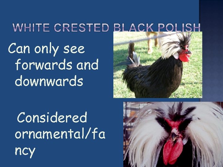 Can only see forwards and downwards Considered ornamental/fa ncy 