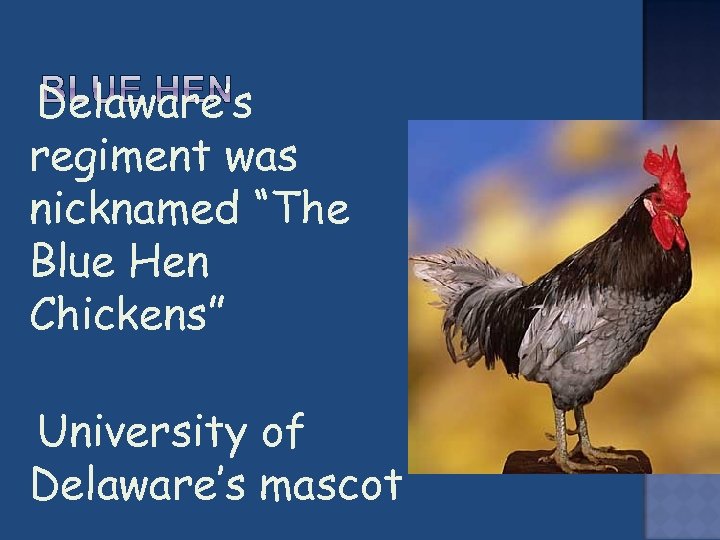  Delaware’s regiment was nicknamed “The Blue Hen Chickens” University of Delaware’s mascot 