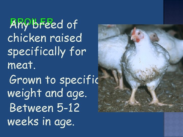 Students will Identify major breeds of chicken