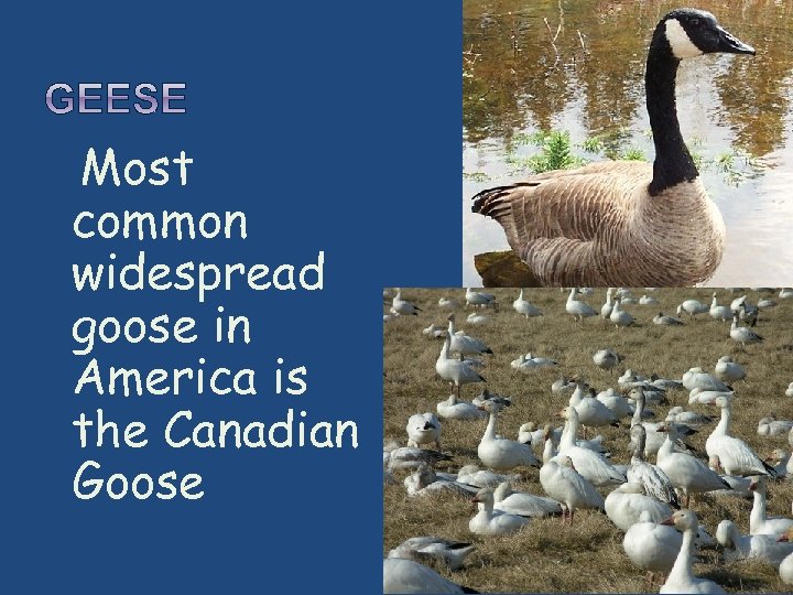  Most common widespread goose in America is the Canadian Goose 