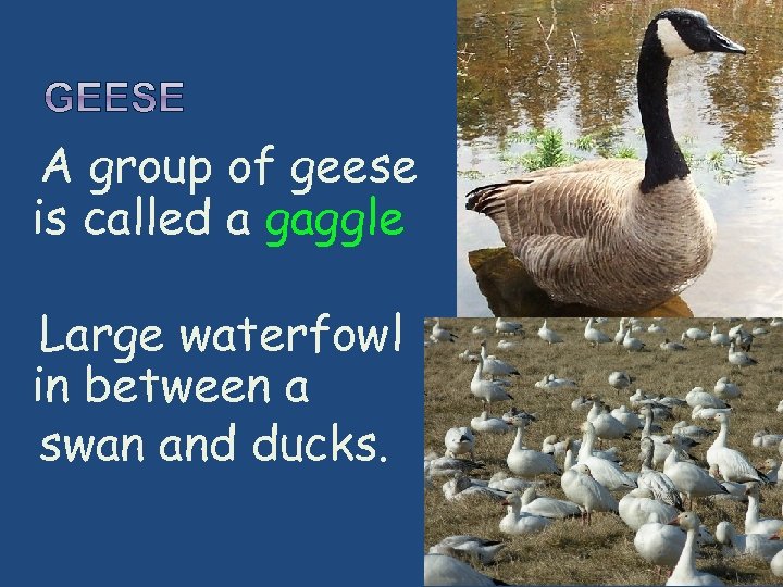 A group of geese is called a gaggle Large waterfowl in between a