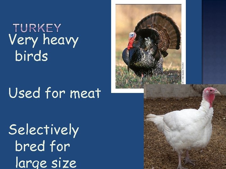 Very heavy birds Used for meat Selectively bred for large size 