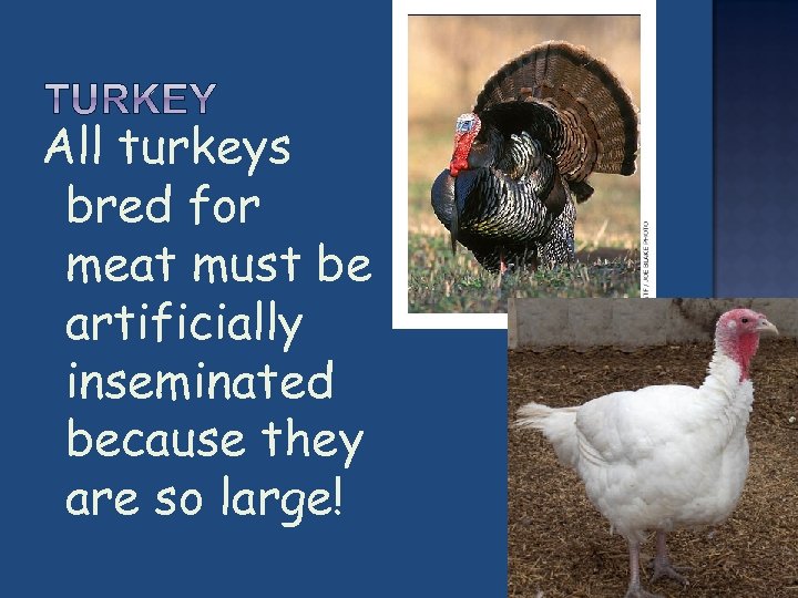 All turkeys bred for meat must be artificially inseminated because they are so large!